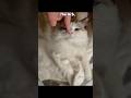 Getting bitten by Arb #show #trending #viralvideo #fyp #animals #cat #deadly #scary #funny #memes