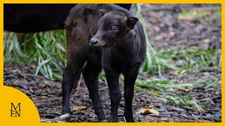 Rare birth of world's smallest species of wild cattle at Chester Zoo