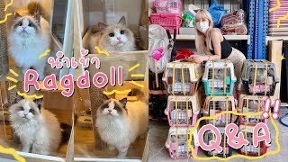 Q\u0026A ✨ ฟาร์มแมว Ragdoll ของเรา / นำเข้ายังไง / กินอะไร / เลี้ยงยังไง 🧸 | ndmikkiholic ♡