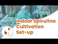 How To Grow Spirulina at Home - Indoor Spirulina Cultivation Setup