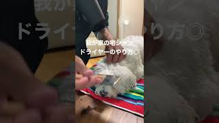 宅シャンをして、ドライヤーする時の我が家のやり方♩濡れたら別犬になります（笑）