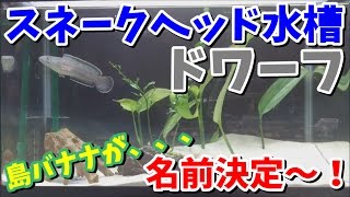 【アクアリウム】スネークヘッド水槽　ドワーフ君 名前決定しました！ バナナが！？　【スネークヘッド】