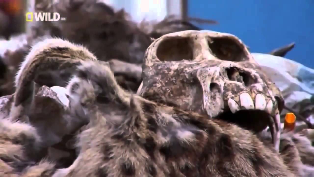 Wild Discovery Channel National Geographic Documentary Animal