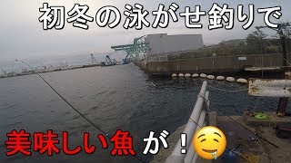 【大岡川分水路河口】初冬の12月突入！横浜市磯子区の細い川の河口で泳がせ釣りをしていたら…【2019.12.06】