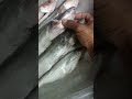 Kenali Spesis-spesis Ikan Patin Asli Sungai Pahang