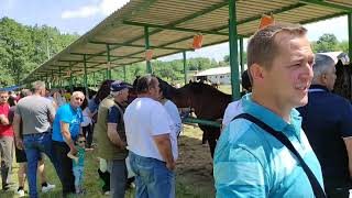 IZLOŽBA KONJA U MIHALJEVCIMA 22052022