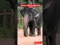 කොටි නායක ප්‍රභාකරන්ගෙ මැනිකා අම්මා කෙනෙක් elephant animals viralvideo shorts