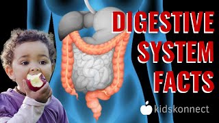 Digestive System Facts | Anatomy \u0026 Digestion for Kids