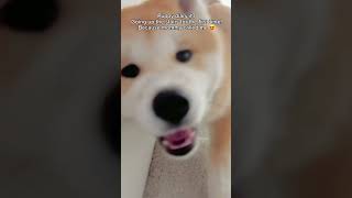 Mom called me! Gotta run up to hug her! #akita #dog #puppiesofyoutube #japaneseakita