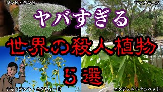 【ゆっくり解説】ヤバすぎる！世界の殺人植物５選