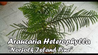 Araucaria Heterophylla | Norfolk Island Pine | Care