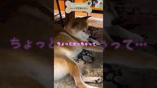 あご肉チェック！ママに愛されてすくすく成長中🐶💕#shorts #柴犬 #ジャンボ豆柴やまと