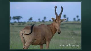 Hartebeest