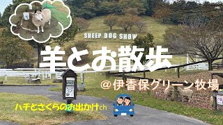 羊とお散歩【伊香保グリーン牧場】