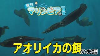 週刊マリンピア通信　＃39 アオリイカの餌のお話