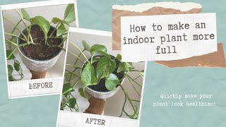 How to Make Pothos Bushier | Helpful Tips to Make Pothos Fuller