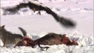 Coyote vs Bald Eagles - Yellowstone - BBC