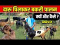 बकरी पालन का अनोखा तरीका😱 ।Unique Way Of Goat Farming ।। #omprakashausar