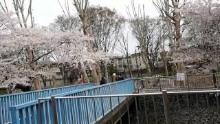 雨上がり　お花見散歩　満開の桜　杉並区成田西・善福寺川　２０１６．４．４　Ohanami Sakura Japan