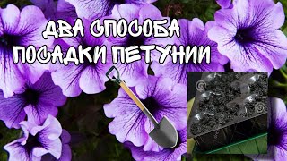 эксперимент посадки петунии.