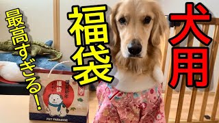 【ゴールデンレトリバー】大型犬　2022年　犬用福袋に大興奮！！！ママに怒られながら試食するゴールデン