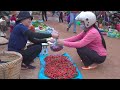 harvesting spicy red chili make salad pig s ear chili go to market sell harvesting farm produce