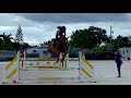 jumping a belgian warmblood horse a meter forty horse jumping