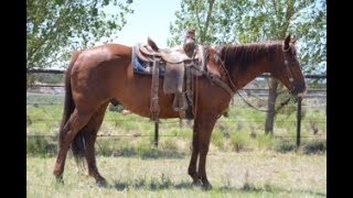 WATTA JOE JACK Lot #116 Pitzer Ranch Fall Sale 2017