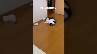 突如やる気スイッチが入った愛猫の末路が残念すぎる #ハチワレ #ばんくん #shorts