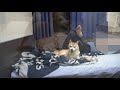 洗濯後のシーツが気持ちよすぎて占領する柴犬ハナ shiba inu