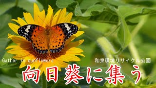 ひまわり（向日葵）に集う　和泉環境リサイクル公園　大阪府和泉市　Gather in sunflowers　 Izumi Environmental Recycle Park, Osaka Japan