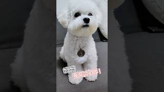 怎麼辦？小比熊覺得自己的臉好胖！ #寵物 #bichon #dog #pets #小狗 #比熊 #萌寵 #狗狗