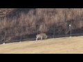 奈良公園　若草山のふもとで出会った鹿さん