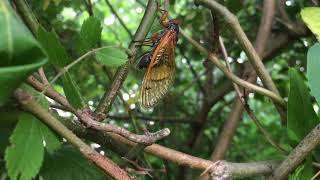 Magicicada Cassini laying eggs