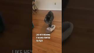This cat likes to wear human slippers and walk around 😂