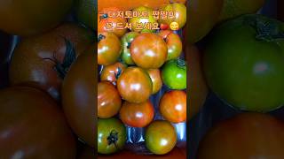 짭짤이 한번만 먹어 보면 다른 토마토 못 먹어요🍅😋 #구독 #shorts