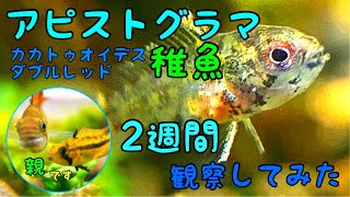 アピストグラマ　カカトゥオイデスダブルレッドの稚魚誕生♫ 浮上から2週間観察してみた