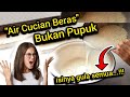 🔴 Jangan Kaget..!! Ternyata Air Cucian Beras itu Tidak Bisa di Buat Pupuk Organik Cair #pupukorganik