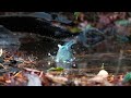 ★超可愛い！幸せの青い鳥★　ルリビタキ 瑠璃鶲♂ の水浴び　～ red flanked bluetail bathing ～