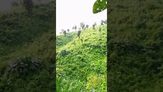 পাহাড়ি ভিউ আলীকদম বান্দরবান |Alikadam Bandarban |