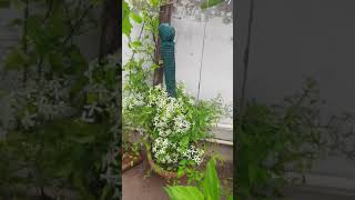 మిద్దె పైన పువ్వులు # terrace garden flowers