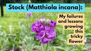 Stock Flower (Matthiola incana): My failures and lessons growing this tricky flower