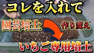 いちごは、専門培土で作ると甘くなります。園芸用培土から簡単に作り替える方法はコレです！！