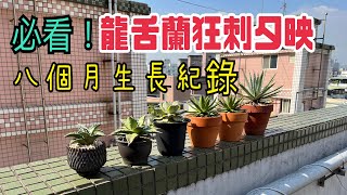 【賈斯丁叔叔】必看!!龍舌蘭狂刺夕映 八個月生長紀錄 Agave plants  grow huge 8month