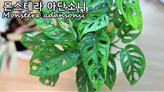 실내에서 키우기 쉬운 몬스테라 아단소니 🌿 홈가드닝 방법과 팁!