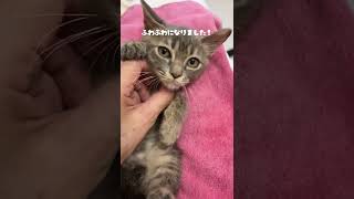 可愛い子猫のされるがままシャンプー