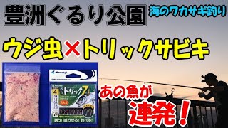 トリックサビキにウジ虫を付けて釣りしたら海のワカサギが連発釣れた！ちょっとしたコツとサヨリング名人もサビキ？【豊洲ぐるり公園】