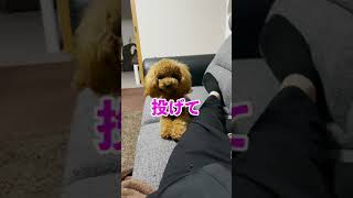 強引に遊びに参加させて来る。笑【トイプードル】#shorts