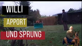 Willis Sprung und Apport mit 10 Monaten + Malinois + Hundetraining