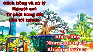 cách trồng và chăm sóc cây kiểng bonsai nguyệt quế _ nguyệt quế da trang làm như thế nào